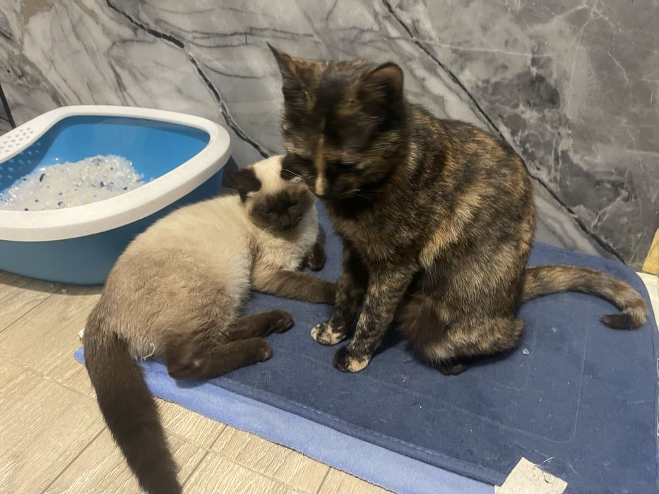 Отдам бесплатно темненькую кошечку!