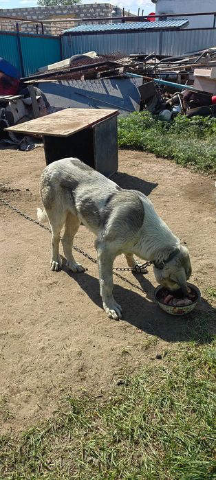 Күшік сатылады 5 айлық.