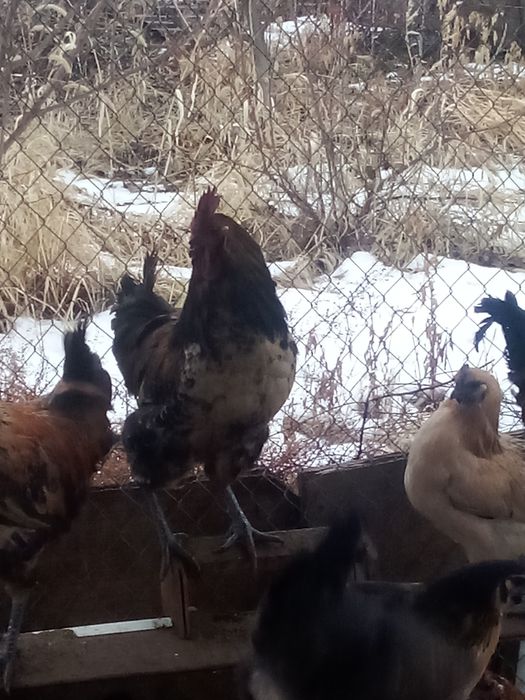 Продам петушков Лакеданзи