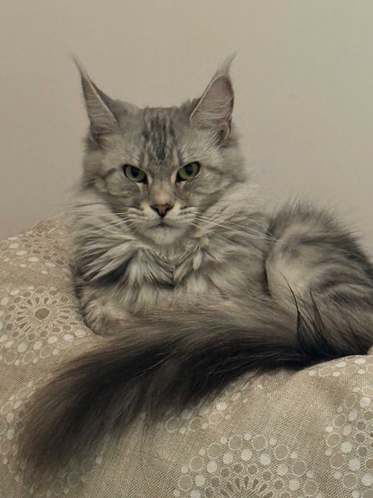 Женски Maine Coon (Мейн кун)