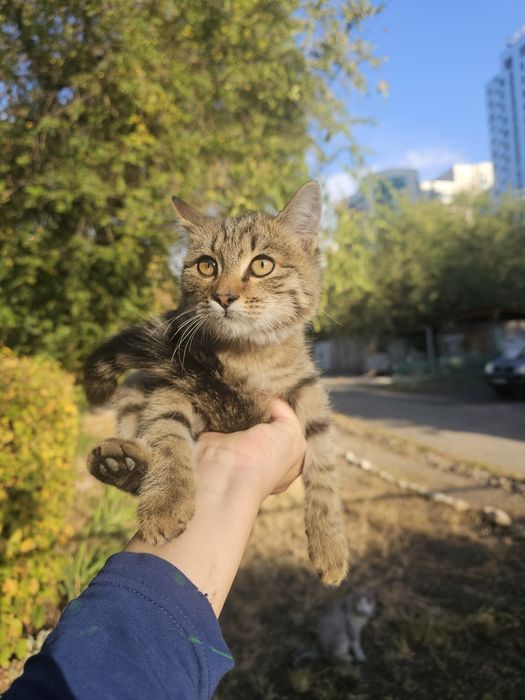 Котенок окрас Таби