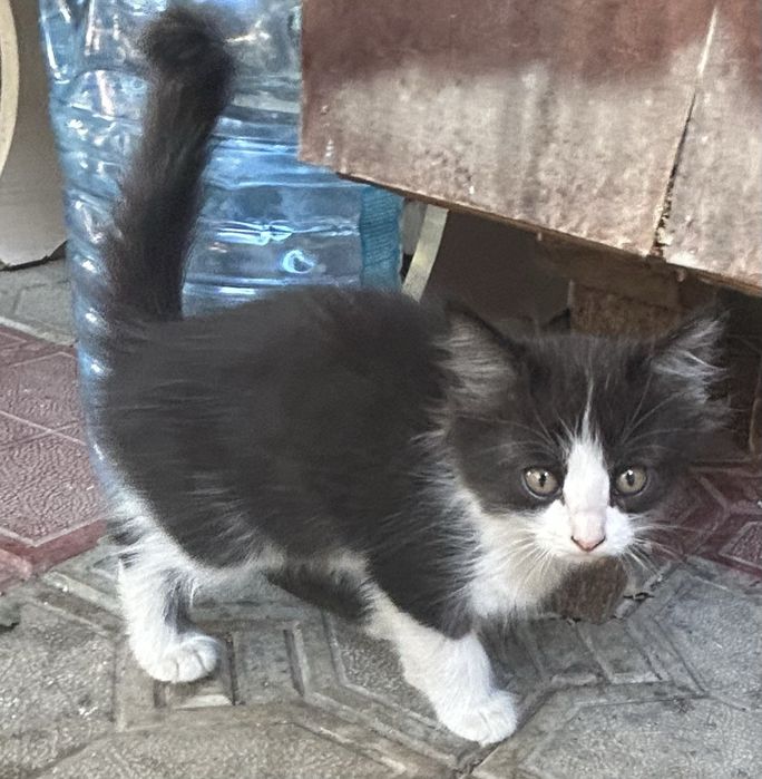 Отдам бесплатно котят