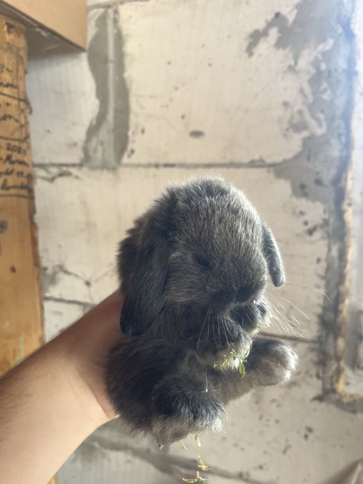 Iepurași Holland Lop ( berbec pitic)