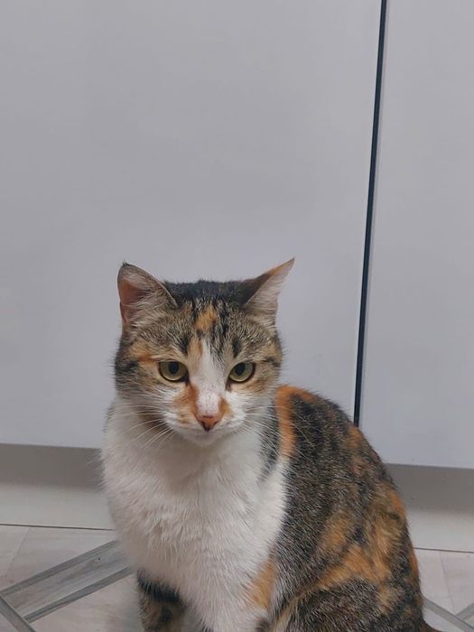 Отдам кошку в хорошие руки