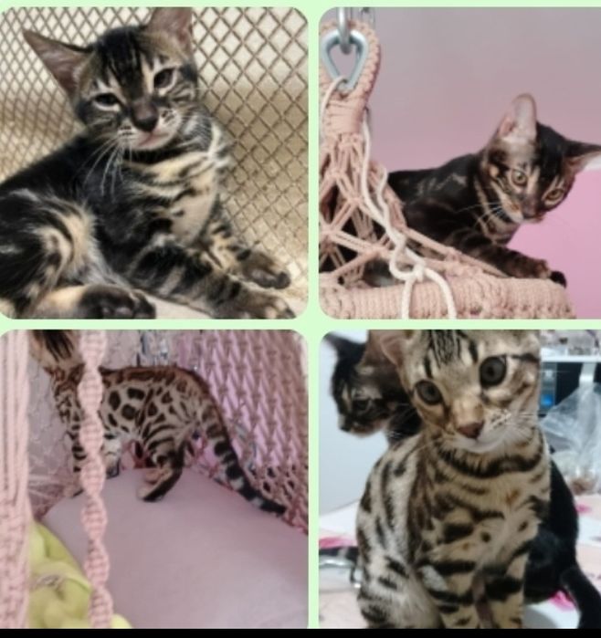 Кот бенгал для вязки