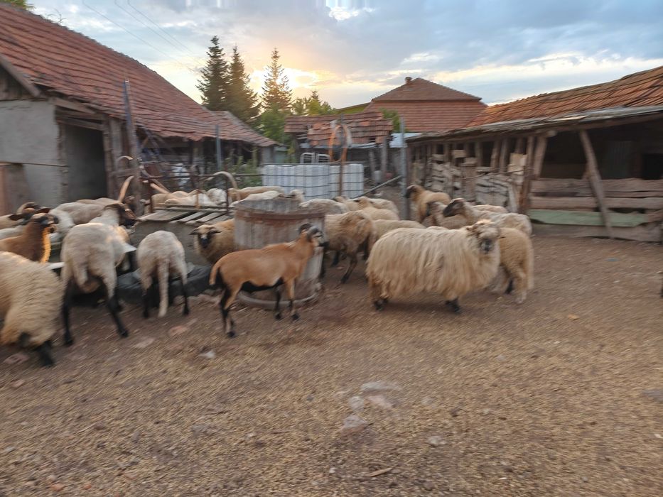 Oi  cu miei de vanzare