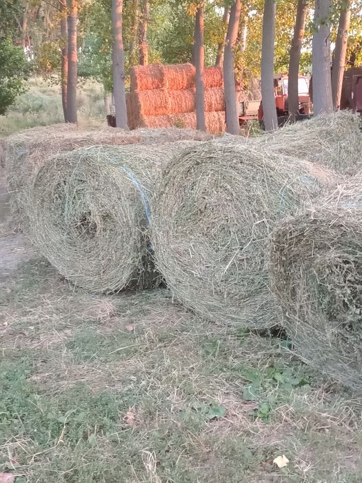 Baloti lucerna de vanzare 130x130