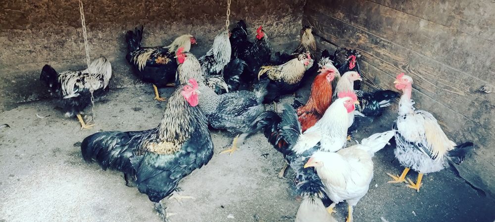 Cocosi Araucana de vanzare