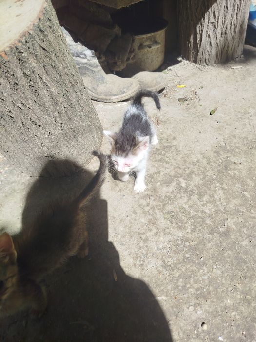 Pisoiași drăgălași pentru adopție