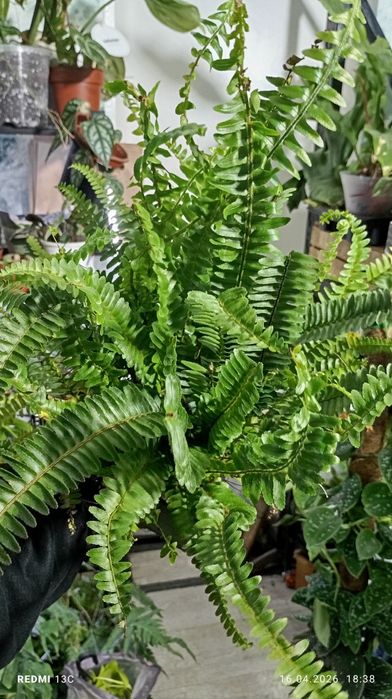 Папоротник нефролепис асплениум