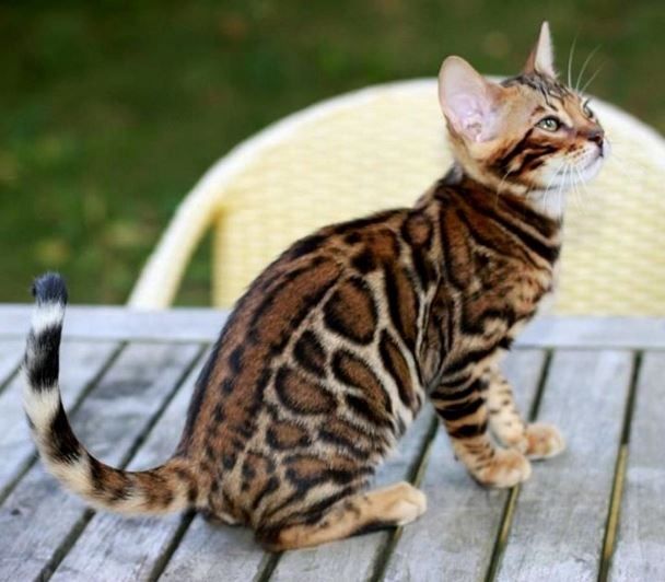 Бенгальские кошки расцветки фото Бенгальские кошки расцветки фото