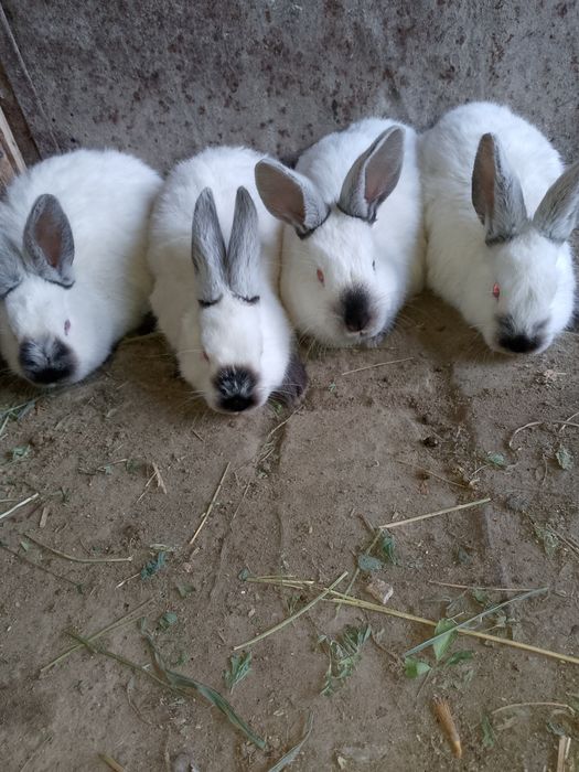 Kaliforniya zotli quyonlar sotiladi Калифор куйон сотилади