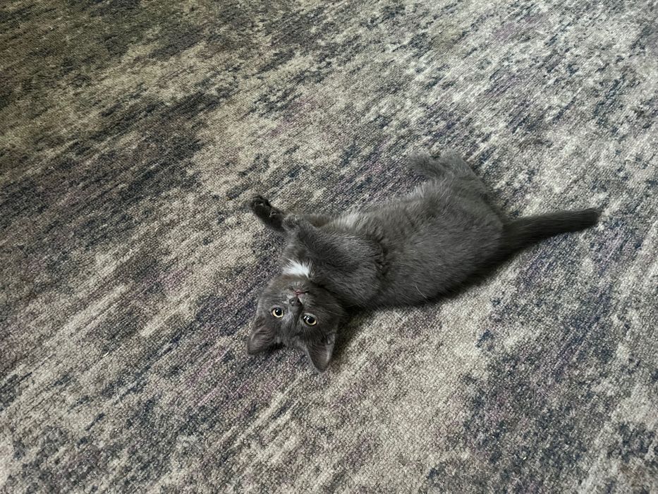 Котенок девочка цвет серый