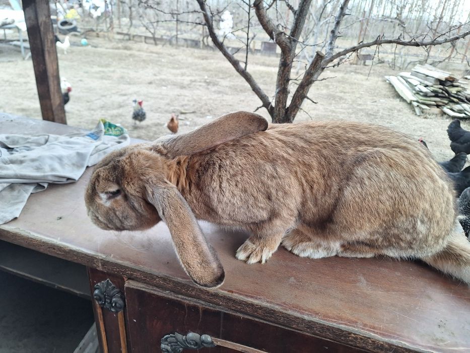 Iepure mascul 5,7 kg