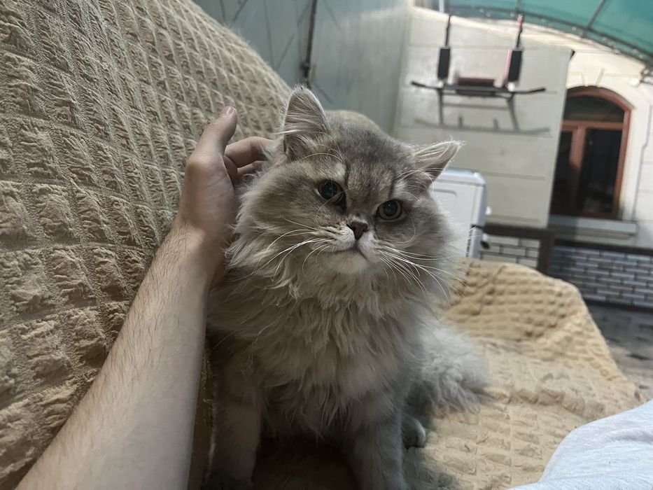Кошка хайленд золотая