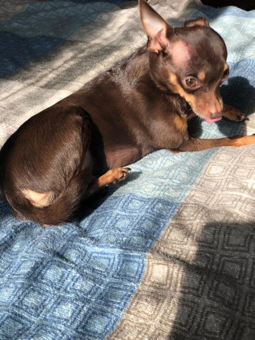 Вязка Той терьер