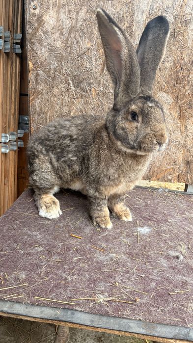 Mascul uriaș german