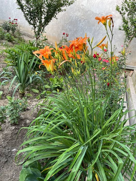 Линейник гуллари кўчатлари сотилади