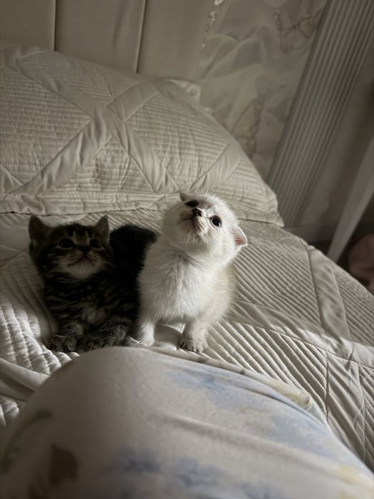 Шотландские кошки