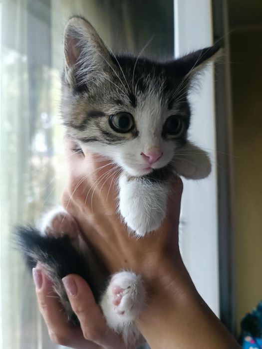 Ласковые котята ищут доброго человека!