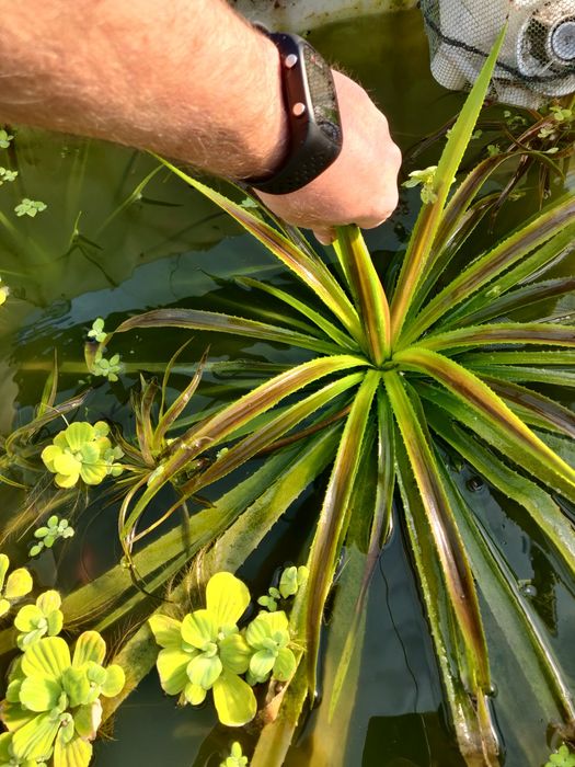Plante pentru iaz aloe de apă, pistia