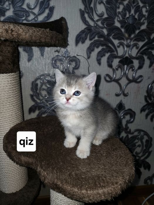 Scottish shinshila 2 oylik sotiladi