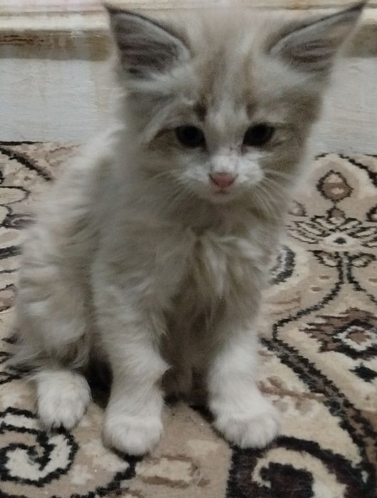 Продаются 2 сибирских катёнка,оба мальчика