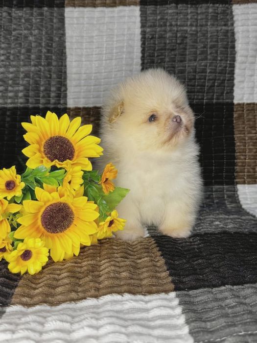 Шпицы кремовые готовы к переезду