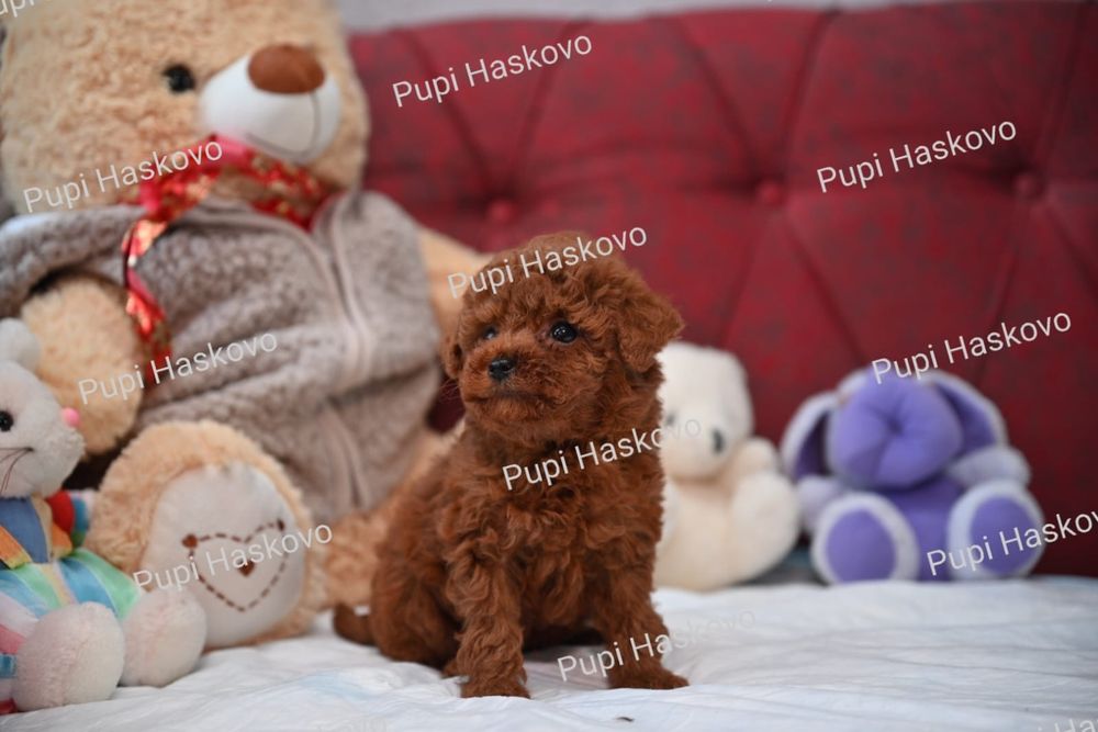 Той Пудел [toy poodle] БАБХ лицензиран развъдник