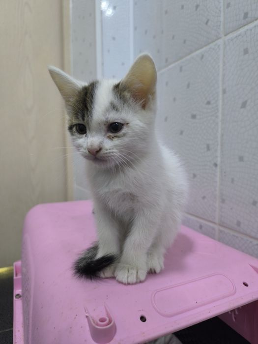 Отдам котят в добрые руки