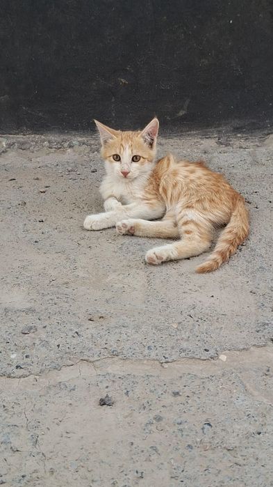 Отдам даром котят