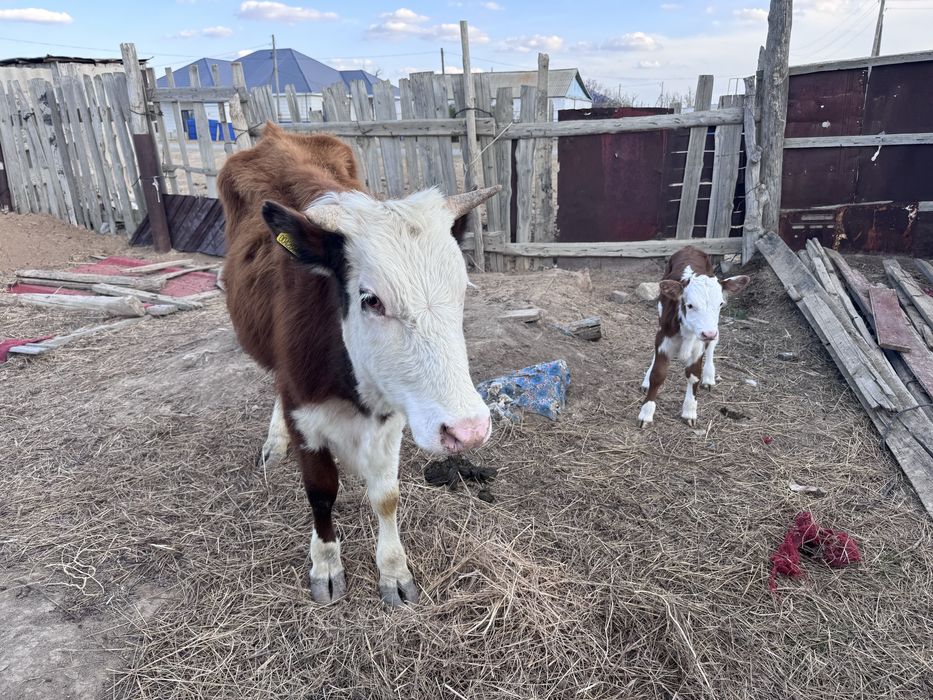 2 жасар кашар бузауымен