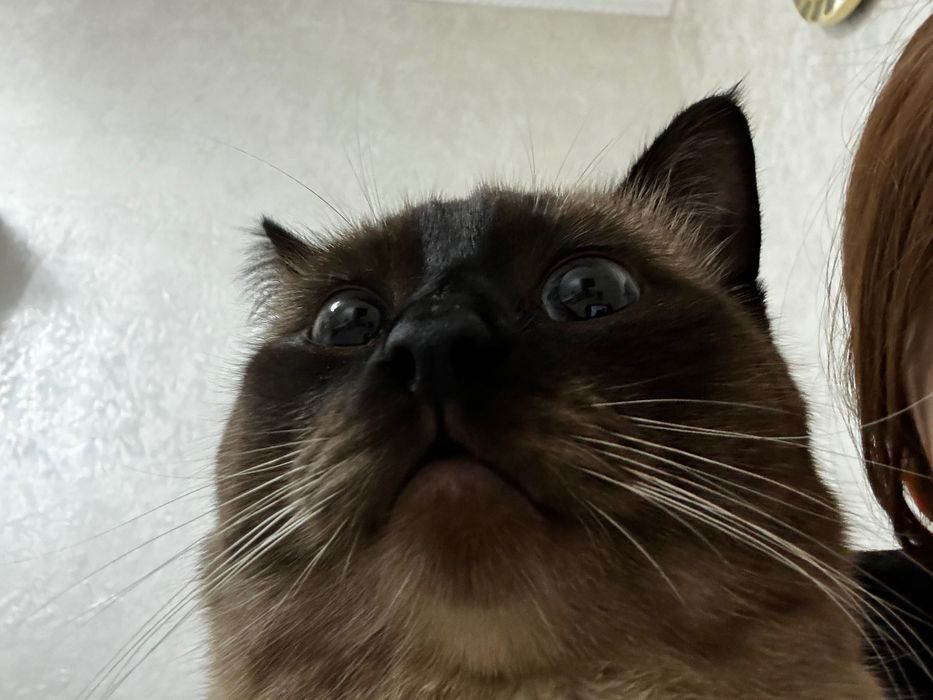 Передержка кошек.