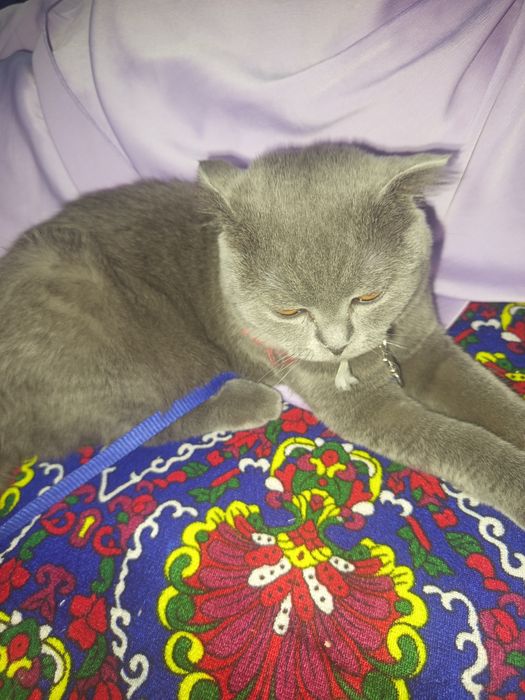 «Шотландская кошка Афина»