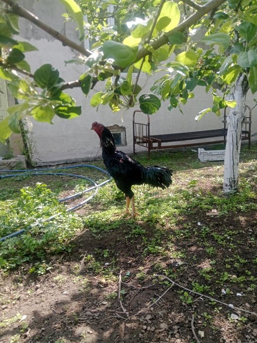 Продам дакан ???