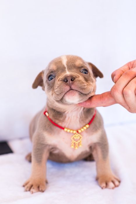 Американский булли детки