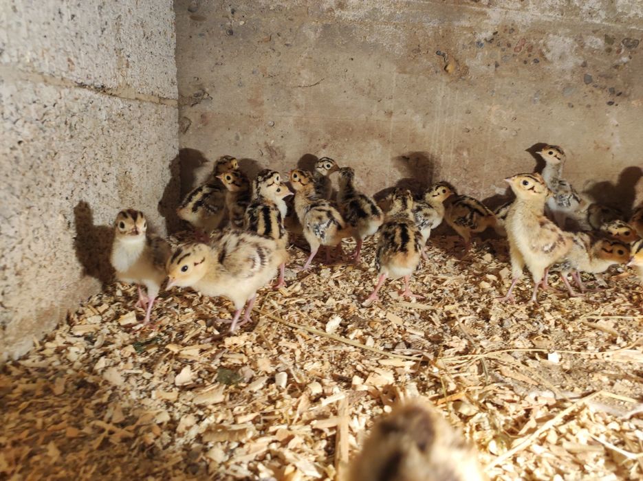 Кавказ фазан катта ва чўжалари сотилади