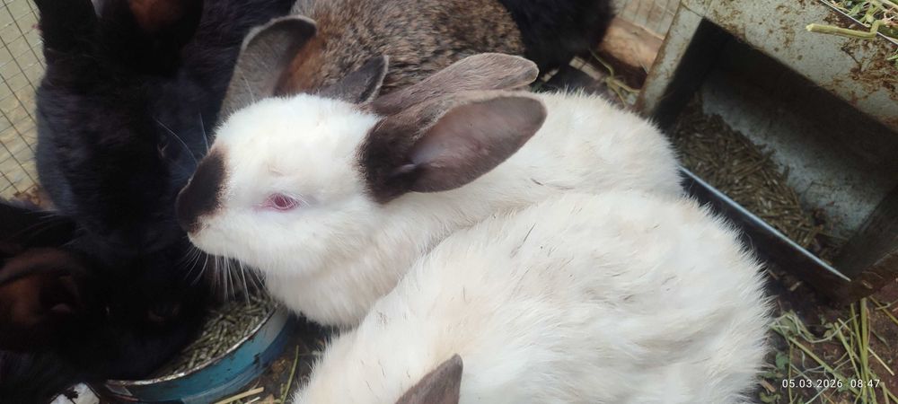 3-4 oylik quyon bolalari sotiladi