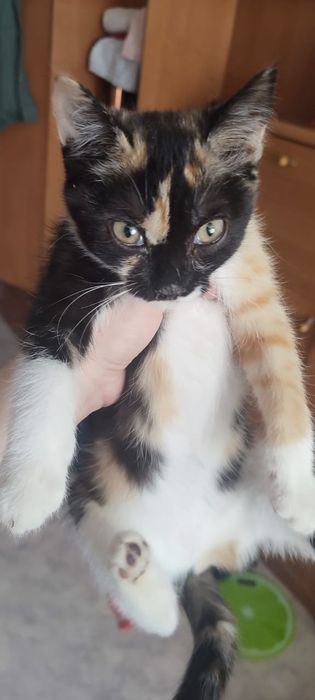 Срочно в добрые руки