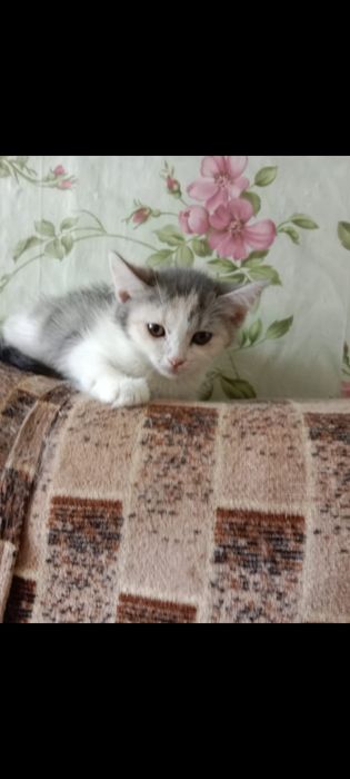 Отдам в добрые руки