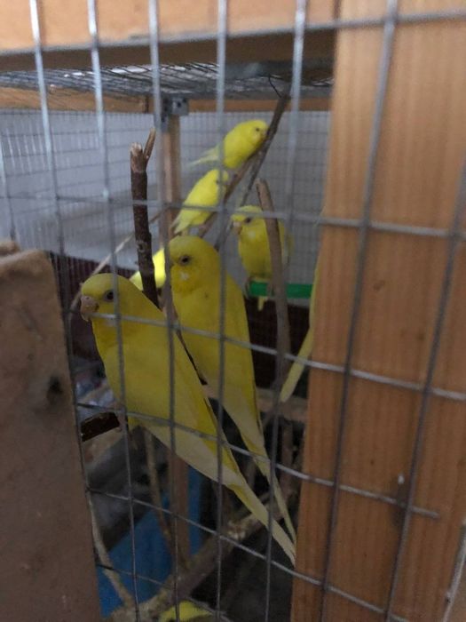 Папугае сотилади маладое