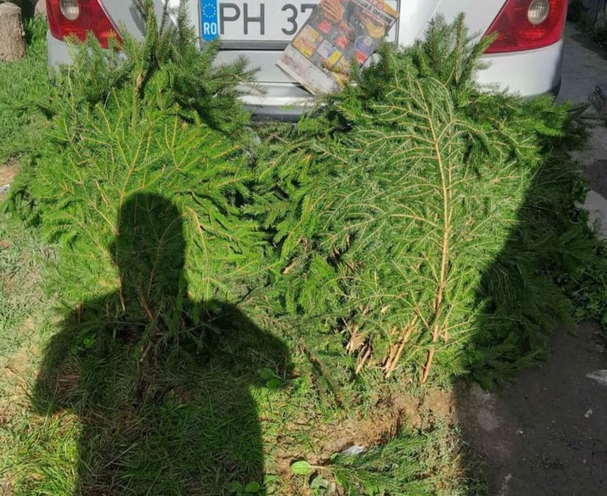 Brazi pentru nunti evenimente