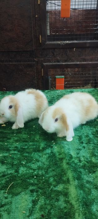 Кролики продажа  Узбекистан