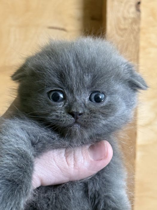 Катята скоттиш фолд и страйт