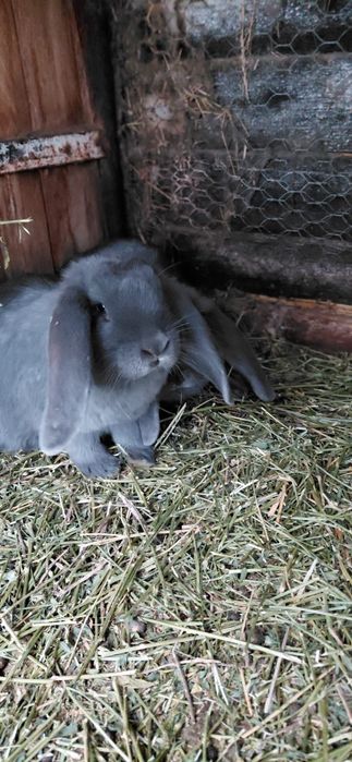 Vând iepuri berbec uriaș german