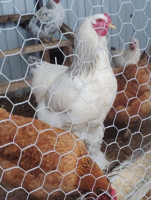 gaina brahma  talie mare