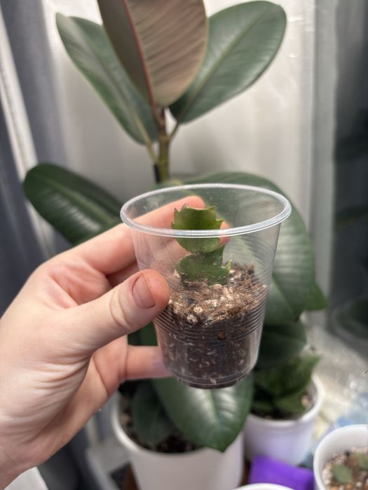 Продам комнатные цветы…