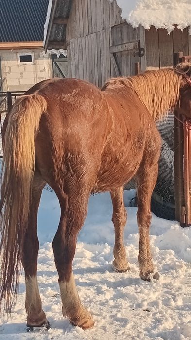 De vanzare iapa 5 ani fara defecte cuminte bun de ham