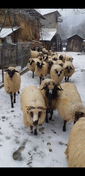 Vând 3 oi cu miei si una gestantă.