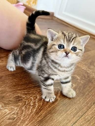 Чистопоролненькие Котята